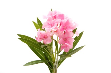 Oleander - po spożyciu fragmentu rośliny mogą nastąpić zaburzenia pracy serca.    