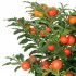 Psianka Pieprzowa - jeśli dziecko spożyje jej owoc należy jak najszybciej wywołać torsje, ponieważ jest bardzo trujący.    