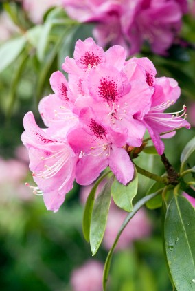 W ogrodzie - Azalia czyli Różanecznik albo Rododendron również niebezpieczny.    