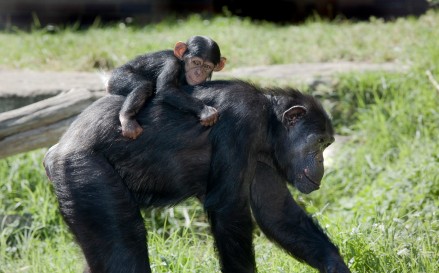 Ludzka matka może sobie pozwolić na dwoje dzieci w czasie, gdy szympansica odchowa jedno.