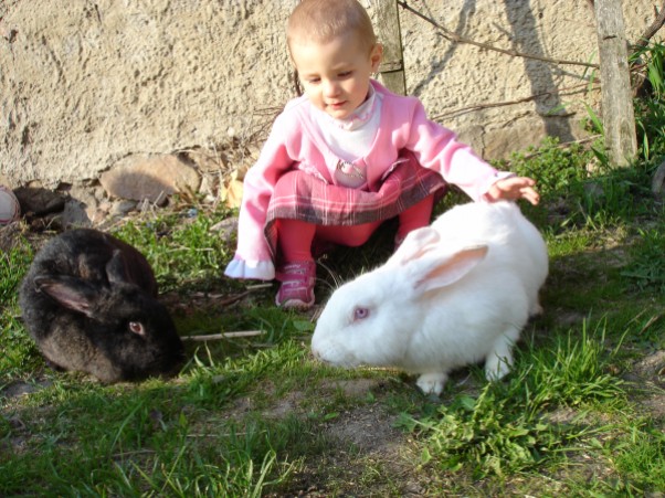 Zdjęcie zgłoszone na konkurs eBobas.pl Na zielonej łące hasały zające,\nja na wiosnę je spotkałam i trawki zielonej pojeść im dałam!\n