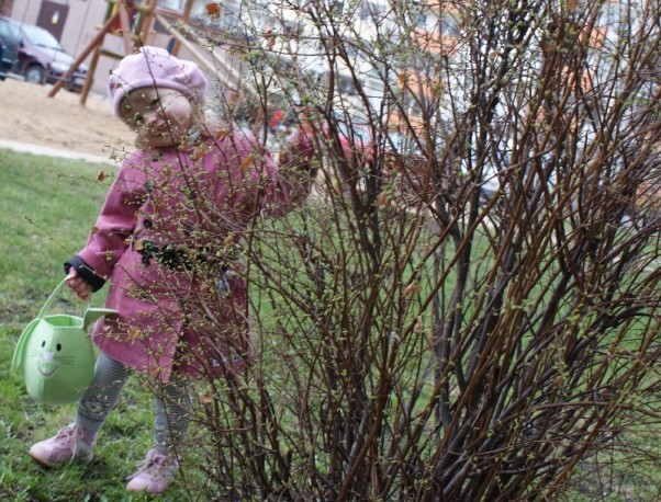Wiosenny spacer Malwinka znalazła pierwsze listki na krzaczkach