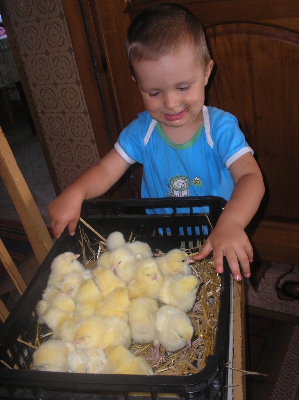 Zdjęcie zgłoszone na konkurs eBobas.pl małe kurczaczki..jakie fajne...