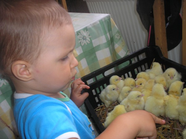 Zdjęcie zgłoszone na konkurs eBobas.pl Barti liczy kurczaczki na święta,,;&#41;