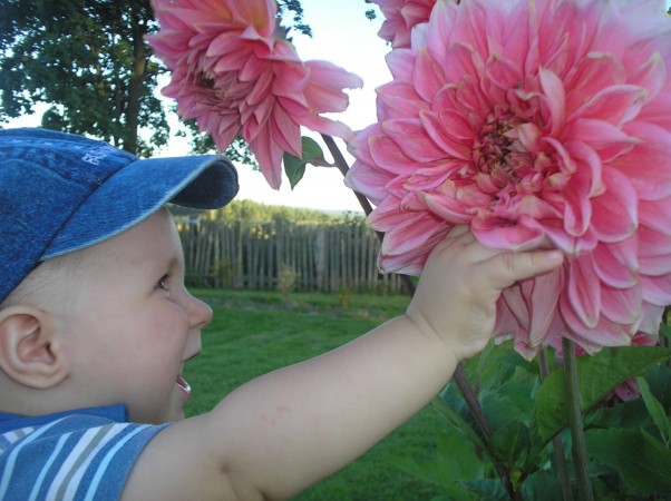 Zdjęcie zgłoszone na konkurs eBobas.pl Mamusiu zobacz jaki piękny jesienny kwiatek:&#41;