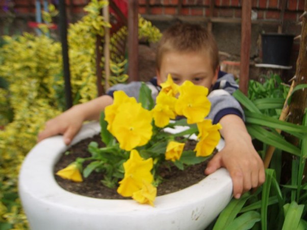 Pachnące bratki Śliczne są te kwiatki na mojej rabatce.Mama je dla mnie posadziła aby wiosna szybciej przybyła...