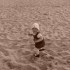Plaża dzika plaża:&#45;&#41;Międzyzdroje 2010