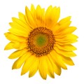 763sunflower.jpg