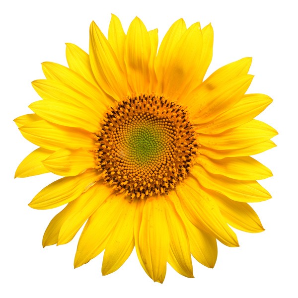 763sunflower.jpg 763sunflower.jpg