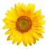 763sunflower.jpg