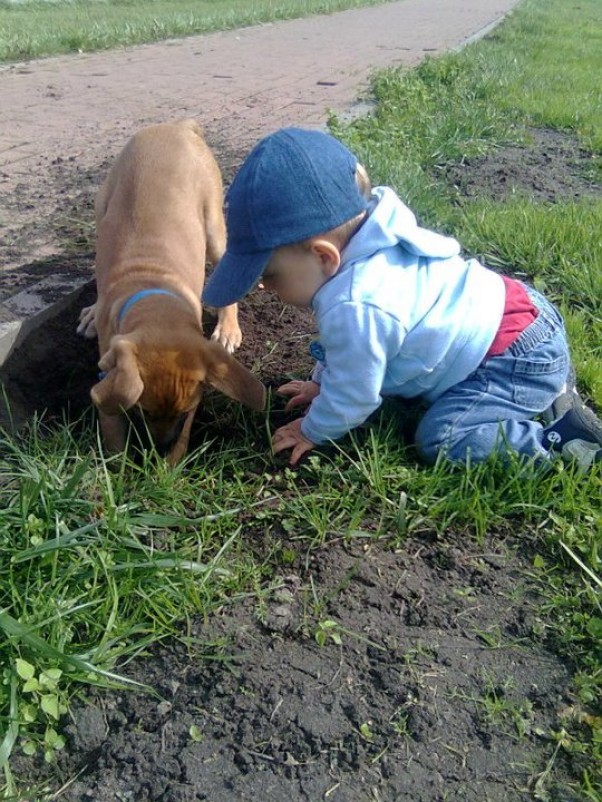 Przedświateczne pożądki Chłopaki zabrali się za sprzątanie ogródka! Tak mi się wydawało, a tak naprawdę to omawiali swoje plany.\n&#45; chodź Mały, pokażę Ci jak to się robi &#45; mówi piesek\n&#45; jak wykopiesz dołek to wrzucimy do niego cebulki kwiatów i niebawem wyrosną piękne żonkile &#45; Alex\n&#45; no coś Ty! to jest dołek na moją kość. Niebawem wyrośnie duuużo kości &#45; piesek.