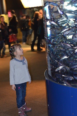 oczami dziecka ujrzeć sledzie&lt;br /&gt;Aquarium 21.2.2013