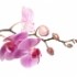 orchidea1.jpg