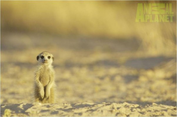 I gdybym mógł spełnić Twe życzenie, tylko powiedz... Życie ssaków, w każdą sobotę na Animal Planet