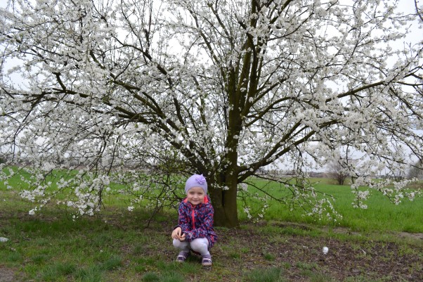 Zdjęcie zgłoszone na konkurs eBobas.pl Pięknie jest wiosną na całym świecie, wiosna pozdrawia nas barwnym kwieciem.  Trawa zieloną barwę nabiera a słoneczko dzieci rozwesela! 