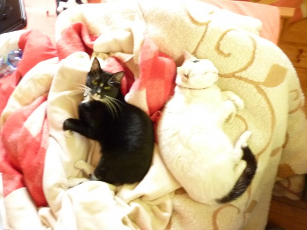 Moje koty:&#41; Po lewej Murzynek vel Specjal, po prawej Kicia vel wredna suka;&#41;