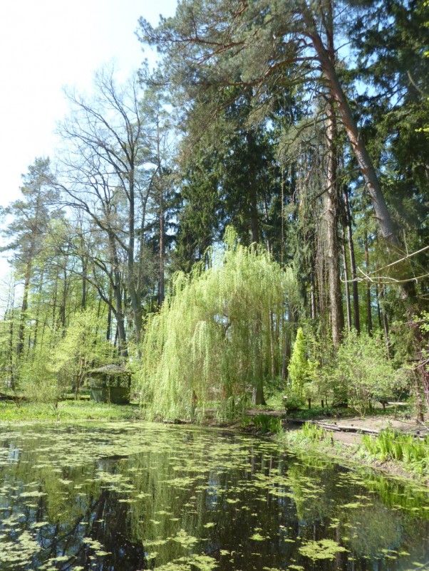 Arboretum leśne  P1050091.JPG