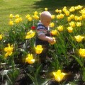  W pięknych tulipanach