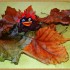 Jesiennie się zrobiło... mały jeżyk Zdzicho czai się wśród liści ;&#45;&#41;