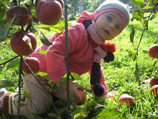 Zdjęcie zgłoszone na konkurs eBobas.pl Zuzia uwielbia pomagac w sadzie. Zbieranie jabłek z sadu babci to dla niej prawdziwa przygoda. Z chęcią bierze się do pracy i angażuje całą sobą :&#41;