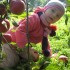 Zuzia uwielbia pomagac w sadzie. Zbieranie jabłek z sadu babci to dla niej prawdziwa przygoda. Z chęcią bierze się do pracy i angażuje całą sobą :&#41;