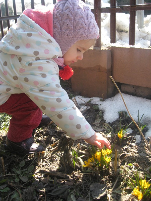 Zdjęcie zgłoszone na konkurs eBobas.pl Mimo uporczywej aury wokoło, mimo leżącego śniegu, miałyśmy jeden cel &#45; ZNALEZC WIOSNĘ!! Oto efekt naszych poszukiwań, kwitnące, żółte krokusiki :&#41;&#41;&#41; Czyli? Wiosna tuż tuż! Zuzia ją odnalazła :&#41;