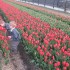 Wiosna pachnie tulipanowo :&#41;