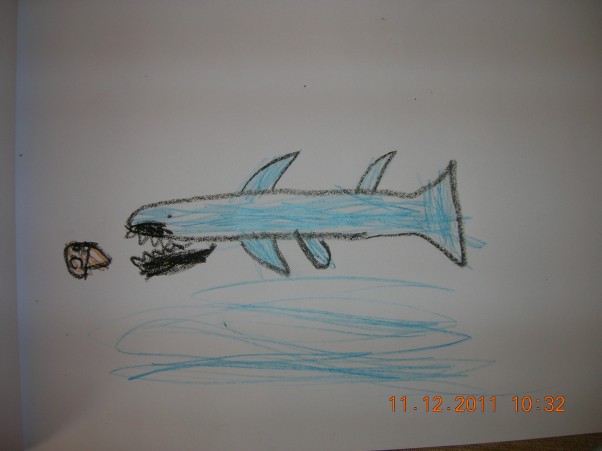 Rekin. Atak rekina na małą bezbronną rybkę.
