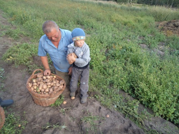 Zdjęcie zgłoszone na konkurs eBobas.pl Z dziadkiem nie ma czasu na nudę. Nawet podczas pracy jest czas na wygłupy. Ścigamy się, kto znajdzie największego ziemniaka. Ja wygrałem i nie oddam go nikomu, będą z niego duuuuże frytki ;&#45;&#41;