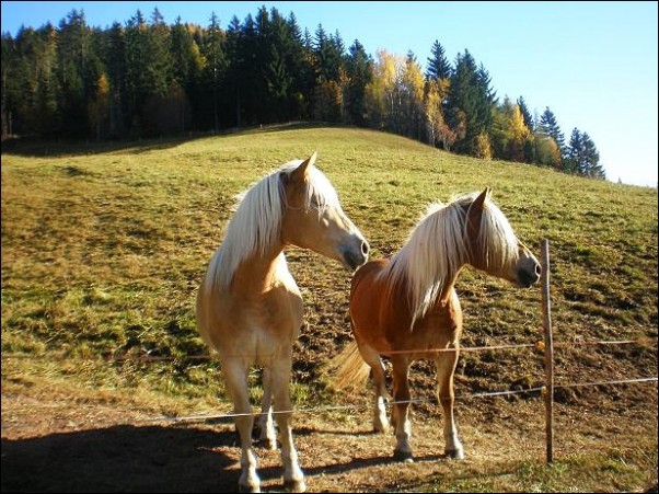 Koniki Alpejskie DWA konie, wpatrzone w jedną stronę,\nbo kochać znaczy patrzeć w tym samym kierunku...