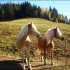 Alpejskie DWA konie, wpatrzone w jedną stronę,\nbo kochać znaczy patrzeć w tym samym kierunku...