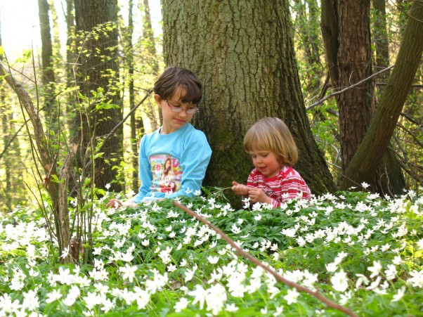 Julia i Justyna w lesie pośród zawilców &#45; zciekawościa oglądają piękne kwiaty 