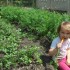 Podróż na działkę jest bardzo zdrowa,\nowocowo&#45;warzywna i kolorowa. \nMarchew wspaniale tam smakuje,\nto mama w ogródku ją produkuje. 