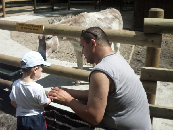 W krakowskim zoo Karmimy osiołka z otwartej dłoni!