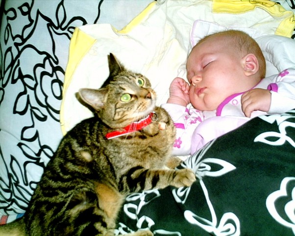 Polusia i Elusia  Polusia najbardziej lubi spać z kotkiem 