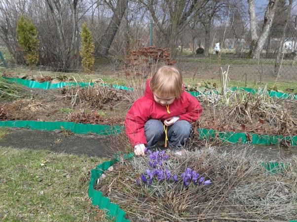 Krokusy Choć wiosna dość powoli idzie do Rzeszowa, mała Ola znalazła krokusy w ogródku......Mamo!, Mamo! popatrz małe &quot;filofoletowe katuszki losną&quot;.