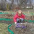 Choć wiosna dość powoli idzie do Rzeszowa, mała Ola znalazła krokusy w ogródku......Mamo!, Mamo! popatrz małe &quot;filofoletowe katuszki losną&quot;.