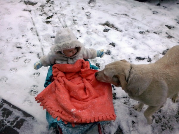 Małgosia pierwsza zima i saneczki Nawet mroźna zima i skrzypiący śnieg nie przestraszą małolaty przed saniami i figlami z psem !