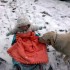 Nawet mroźna zima i skrzypiący śnieg nie przestraszą małolaty przed saniami i figlami z psem !
