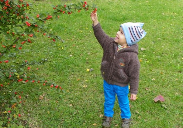 a co ja tu mam? co to?, a dla czego takie małe?, a czy to się je?, a czy mogę zabrać do domu?&#45; mniej więcej takie pytania padły przy krzaczku