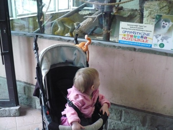 zoo małpki