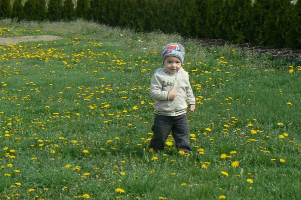 Wiosenne harce :&#45;&#41; Na zdjęciu znajduje się mój synek Alanek 15 miesięcy podczas zabawy :&#45;&#41;