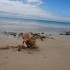 Zabawy w piasku bardzo polubiłam, zamek na plaży syrence ulepiłam, morska fala później mi go zabrała .... taka była ma przygoda mała.
