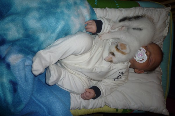 Dwa małe słodziaki  Mój mały synek i jeszcze mniejsze kocie są najlepszymi przyjacółmy razem śpią i się bawią
