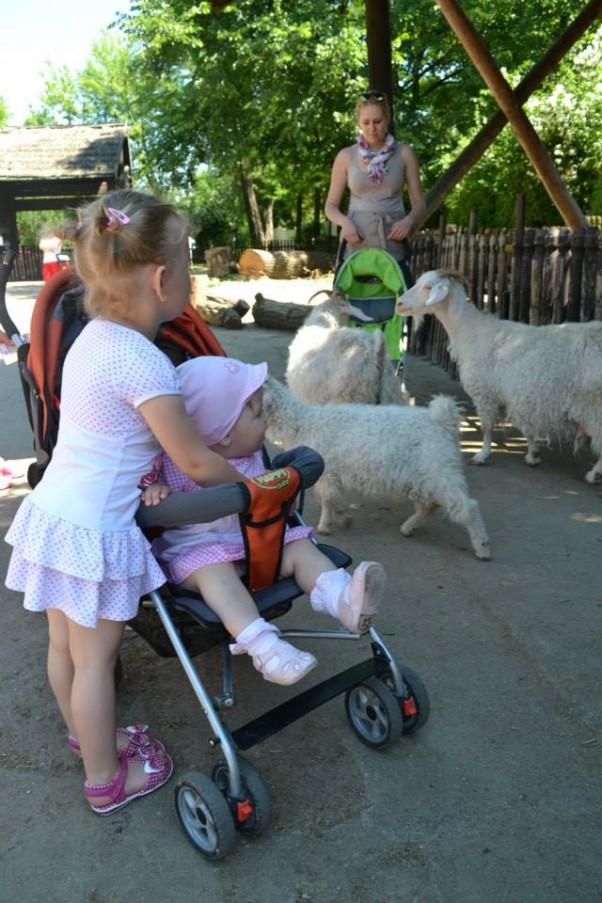 wśród zwierząt relaks z kózkami