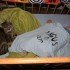 Oliver śpi w zacnym towarzystwie kota Filemona, to bardzo słodka drzemka.