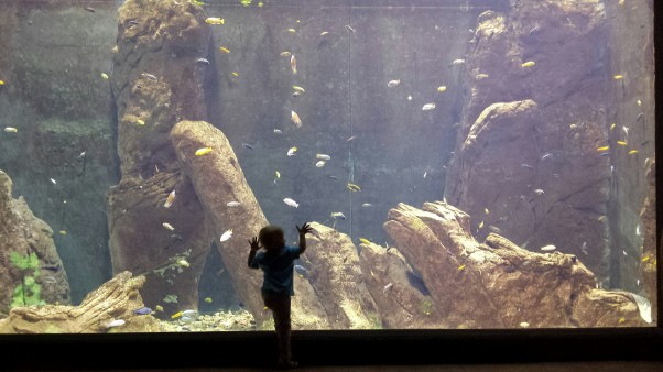 Mój Mały Odkrywca :&#45;* Wizyta w Oceanarium