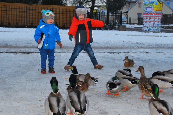 Karmienie kaczek Podczas zimowych zabaw można też zrobić coś pożytecznego. Antoś i Leonek bardzo lubią dokarmiać kaczki.