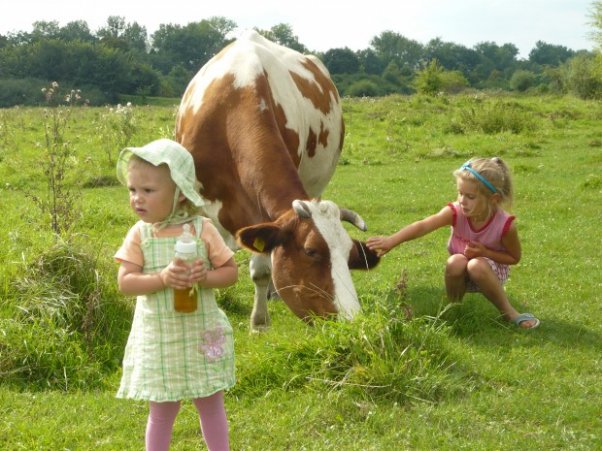 P1010139.JPG Moja krówka mleczko produkuje, dzięki któremu zdrowa sie czuje