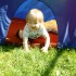 Większość wakacji synek spędza u dziadków na wsi. Kiedy pierwszy raz rozstawiliśmy mu na podwórku namiot, nie mógł się nacieszyć. W tym roku również jest to jego ulubione miejsce zabaw. Ostatnio nawet spakował swoje ulubione zabawki i oznajmił: &quot;Mamo, jeciemy na kakacie pod namiot&quot;.
